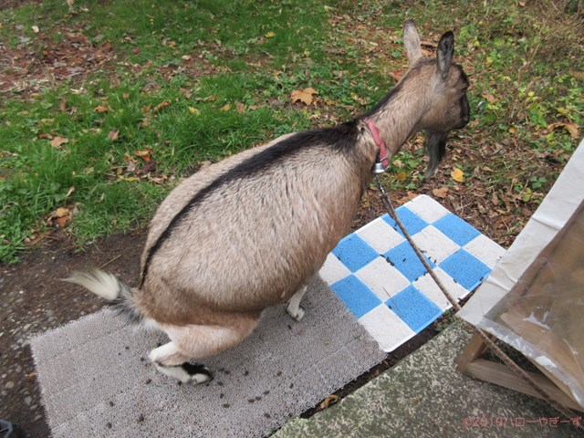 ハローやぎーず-ヤギの健康管理-ヤギってトイレ覚える？-しつけ-トレーニング-マット