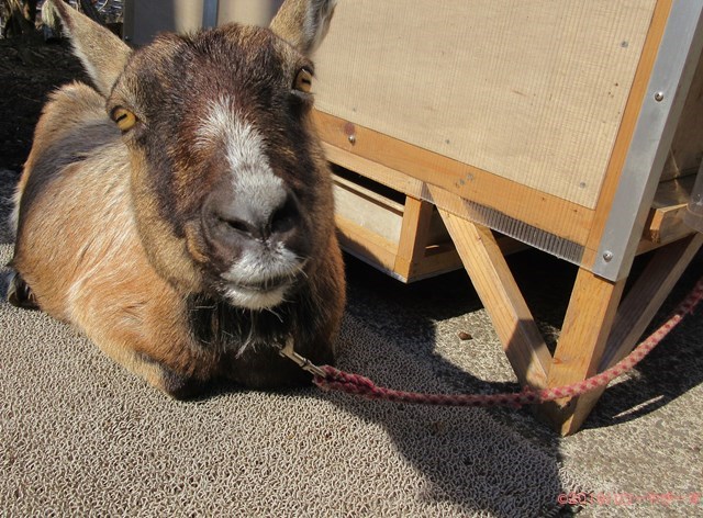 ハローやぎーず-ヤギの健康管理-ヤギってトイレ覚える？-しつけ-トレーニング-マット
