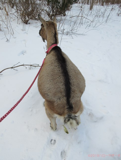 ハローやぎーず-ヤギの健康管理-ヤギってトイレ覚える？-しつけ-トレーニング-マット