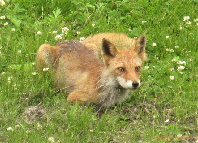 ハローやぎーず-ヤギを飼う準備-ヤギにとって安全な環境づくり-野生動物-キタキツネ
