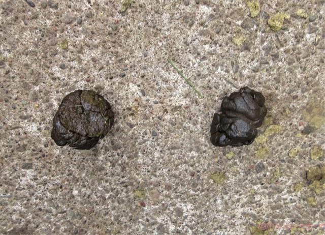 ハローやぎーず-ヤギの健康管理-ヤギの糞-生草-おはぎうんち