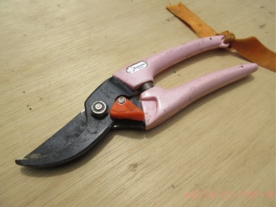ハローやぎーず-ヤギの体-除角じゃなくて、『削角』？！-ヤギの角-ツノ-切る道具-剪定バサミ