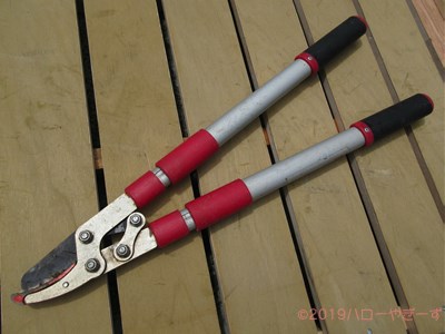 ハローやぎーず-ヤギの体-除角じゃなくて、『削角』？！-ヤギの角-ツノ-切る道具-枝切バサミ