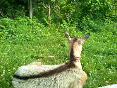 ハローやぎーず-ヤギ除草-ヤギ除草のビフォーアフター-雌ヤギむぎちゃん-草刈り-草食み-除草中