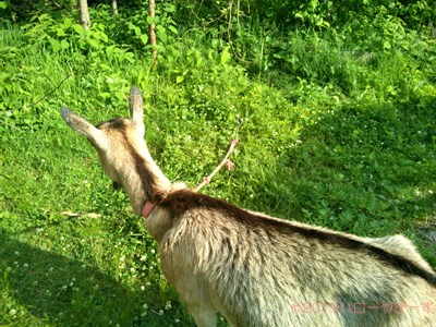 ハローやぎーず-ヤギ除草-ヤギ除草のビフォーアフター-雌ヤギむぎちゃん-草刈り-草食み-除草後