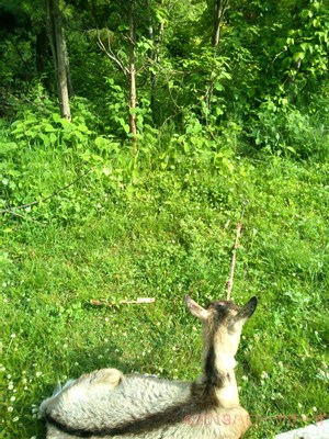 ハローやぎーず-ヤギ除草-ヤギ除草のビフォーアフター-雌ヤギむぎちゃん-草刈り-草食み-除草中