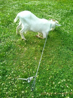 ハローやぎーず-ヤギ除草-ヤギ除草のビフォーアフター-雄ヤギじろ君-草刈り-草食み-除草中