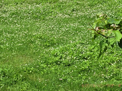 ハローやぎーず-ヤギ除草-ヤギ除草のビフォーアフター-雄ヤギじろ君-草刈り-草食み-除草前