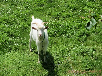 ハローやぎーず-ヤギ除草-ヤギ除草のビフォーアフター-雄ヤギじろ君-草刈り-草食み-除草中