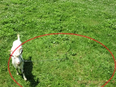 ハローやぎーず-ヤギ除草-ヤギ除草のビフォーアフター-雄ヤギじろ君-草刈り-草食み-除草中