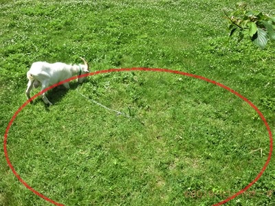 ハローやぎーず-ヤギ除草-ヤギ除草のビフォーアフター-雄ヤギじろ君-草刈り-草食み-除草後