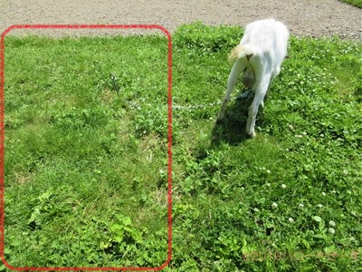 ハローやぎーず-ヤギ除草-ヤギ除草のビフォーアフター-雄ヤギじろ君-草刈り-草食み-除草後