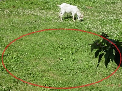 ハローやぎーず-ヤギ除草-ヤギ除草のビフォーアフター-雄ヤギじろ君-草刈り-草食み-除草後