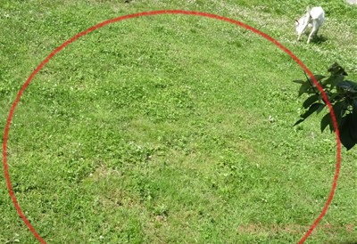 ハローやぎーず-ヤギ除草-ヤギ除草のビフォーアフター-雄ヤギじろ君-草刈り-草食み-除草後