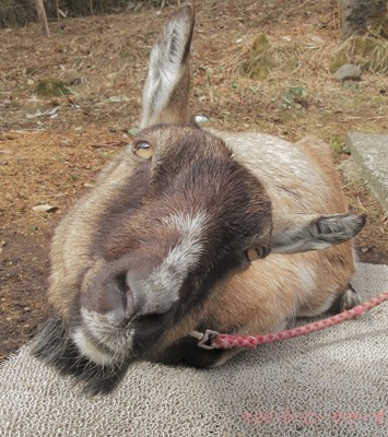 ハローやぎーず-かわいいヤギ-香箱座りするヤギ-メス山羊-むぎちゃん-トカラヤギ