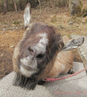 ハローやぎーず-かわいいヤギ-香箱座りするヤギ-メス山羊-むぎちゃん-トカラヤギ