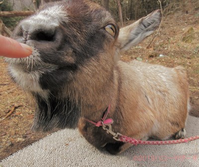 ハローやぎーず-かわいいヤギ-香箱座りするヤギ-メス山羊-むぎちゃん-トカラヤギ