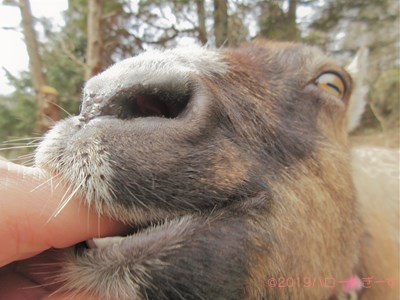 ハローやぎーず-かわいいヤギ-香箱座りするヤギ-メス山羊-むぎちゃん-トカラヤギ