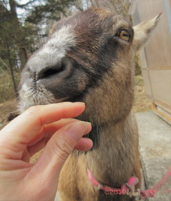 ハローやぎーず-かわいいヤギ-香箱座りするヤギ-メス山羊-むぎちゃん-トカラヤギ