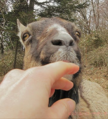 ハローやぎーず-かわいいヤギ-香箱座りするヤギ-メス山羊-むぎちゃん-トカラヤギ