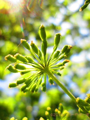 ハローやぎーず-ヤギの餌-ヤギがたべたがらない野生植物リスト-不嗜好性植物-草木一覧-香りが強い植物-セリ科-アマニュウ