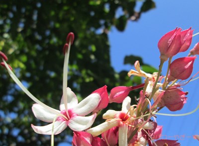 ハローやぎーず-ヤギの餌-ヤギがたべたがらない野生植物リスト-不嗜好性植物-草木一覧-臭い植物-シソ科-クサギ