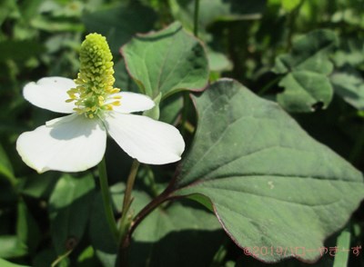ハローやぎーず-ヤギの餌-ヤギがたべたがらない野生植物リスト-不嗜好性植物-草木一覧-臭い植物-ドクダミ科-ドクダミ