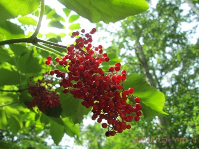 ハローやぎーず-ヤギの餌-ヤギがたべたがらない野生植物リスト-不嗜好性植物-草木一覧-臭い植物-スイカズラ科-エゾニワトコ