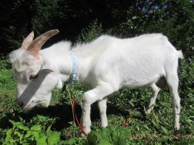 ハローやぎーず-ヤギの餌-ヤギがたべたがらない野生植物リスト-不嗜好性植物-草木一覧-雄ヤギ-じろ君-草食み