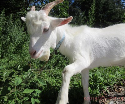 ハローやぎーず-ヤギの餌-ヤギがたべたがらない野生植物リスト-不嗜好性植物-草木一覧-雄ヤギ-じろ君-草食み