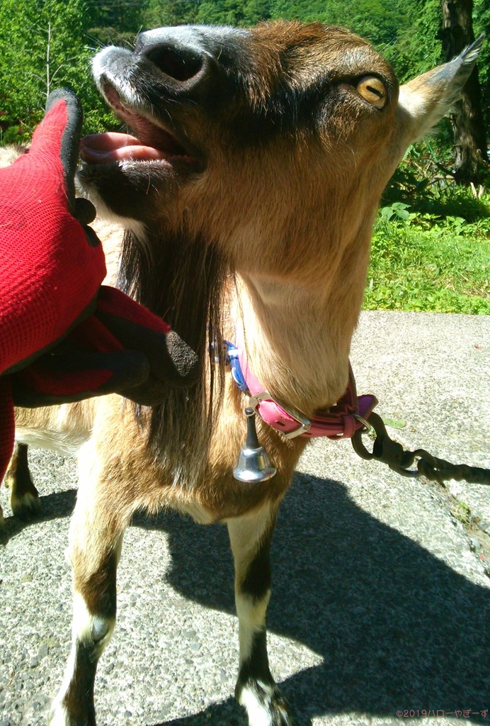 ハローやぎーず-かわいいヤギ-衝撃★ヤギの変顔コレクション-雌ヤギむぎちゃん