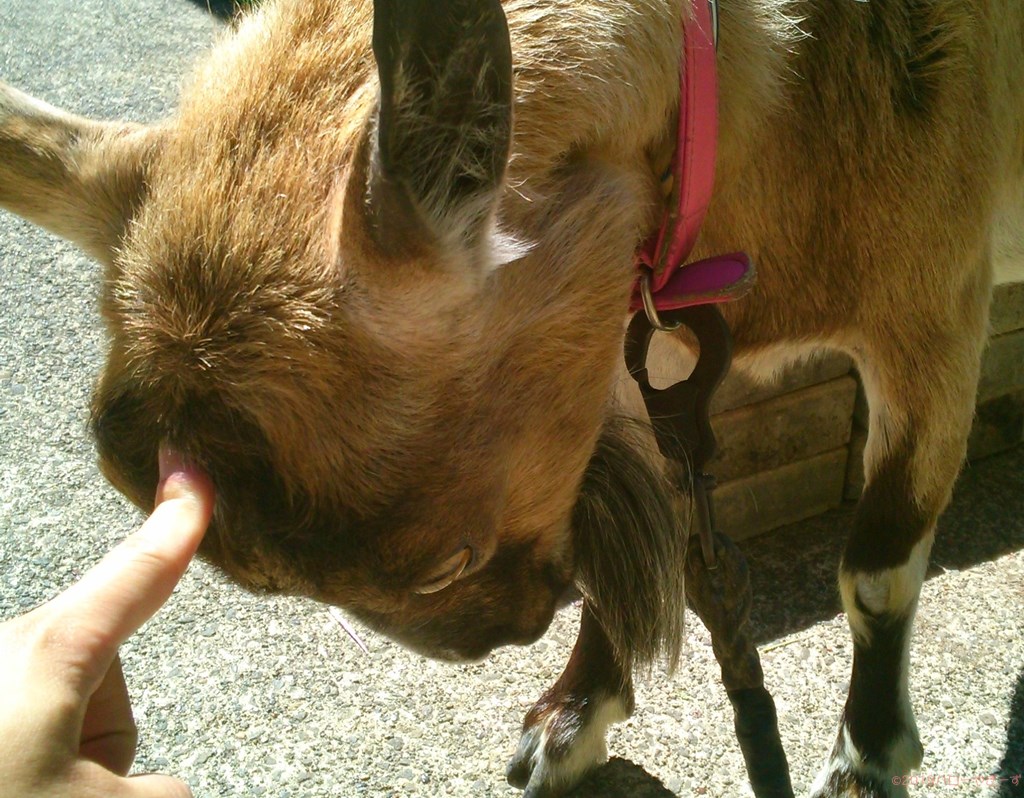 ハローやぎーず-かわいいヤギ-衝撃★ヤギの変顔コレクション-雌ヤギむぎちゃん