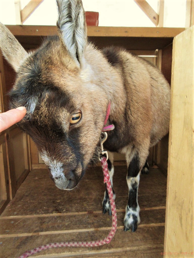 ハローやぎーず-かわいいヤギ-衝撃★ヤギの変顔コレクション-雌ヤギむぎちゃん