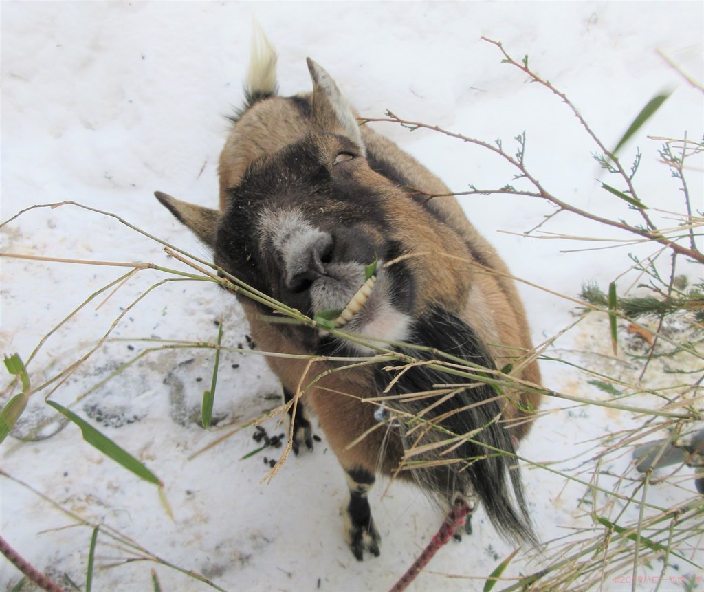 ハローやぎーず-かわいいヤギ-衝撃★ヤギの変顔コレクション-雌ヤギむぎちゃん