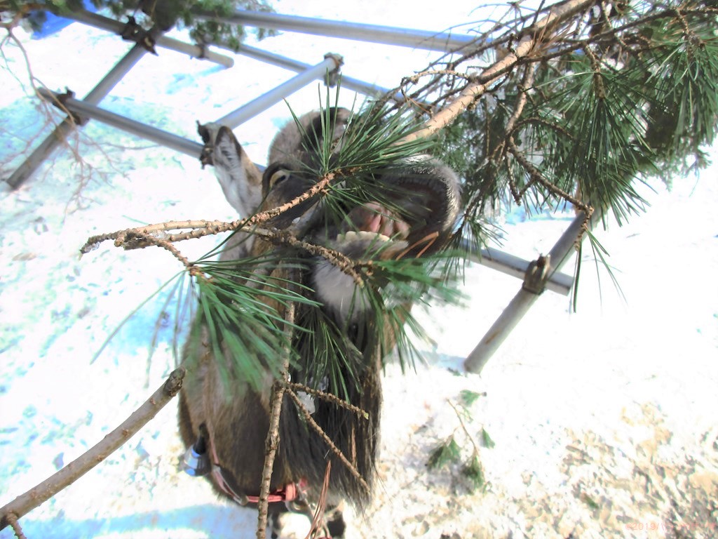 ハローやぎーず-かわいいヤギ-衝撃★ヤギの変顔コレクション-雌ヤギむぎちゃん