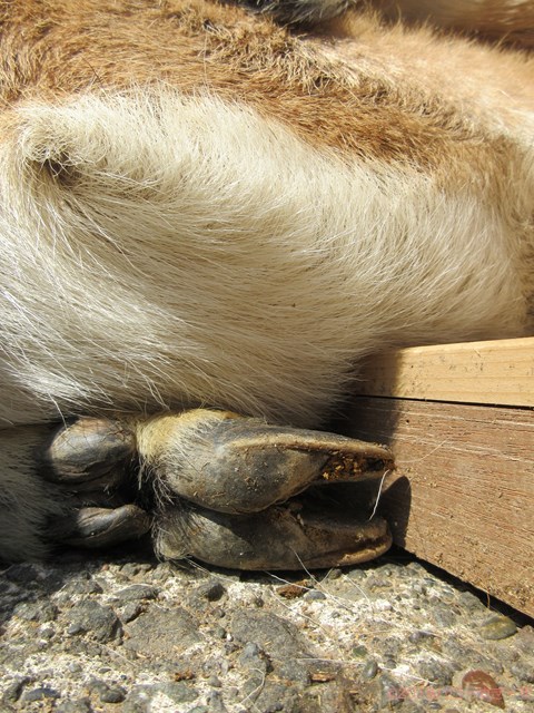 ヤギのひづめと削蹄 ハローやぎーず