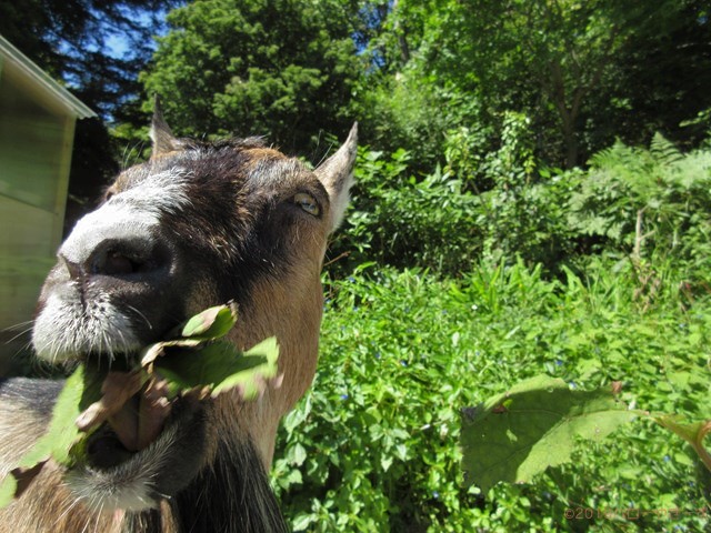 ハローやぎーず-ヤギの餌-ヤギが食べる草のリスト-雌ヤギ-むぎちゃん-アキタブキ