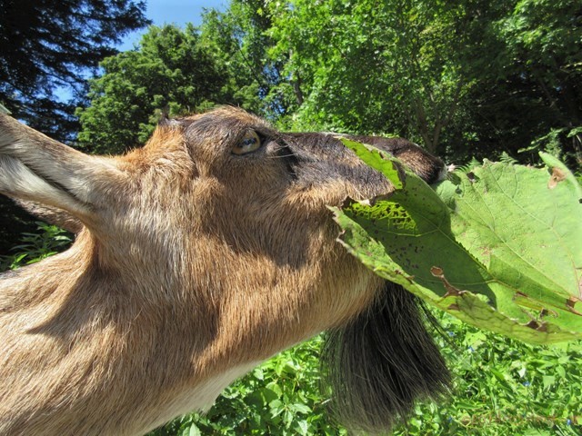 ハローやぎーず-ヤギの餌-ヤギが食べる草のリスト-雌ヤギ-むぎちゃん-アキタブキ