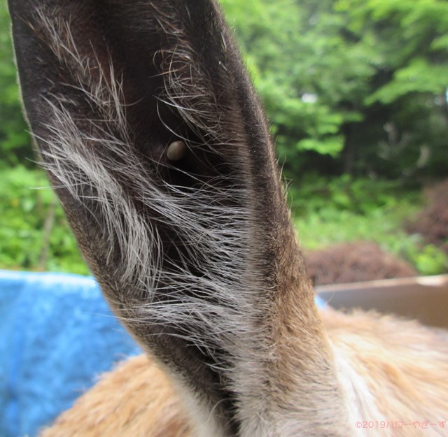 ハローやぎーず-ヤギの健康管理-マダニ-雌ヤギむぎちゃん-耳-吸血中