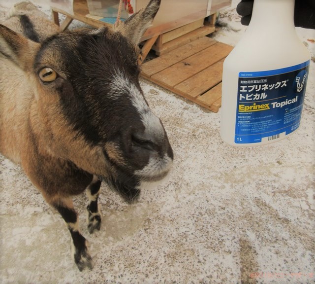 ハローやぎーず-ヤギの健康管理-マダニ予防-雌ヤギむぎちゃん-駆虫薬-エプリネックストピカル-イベルメクチン