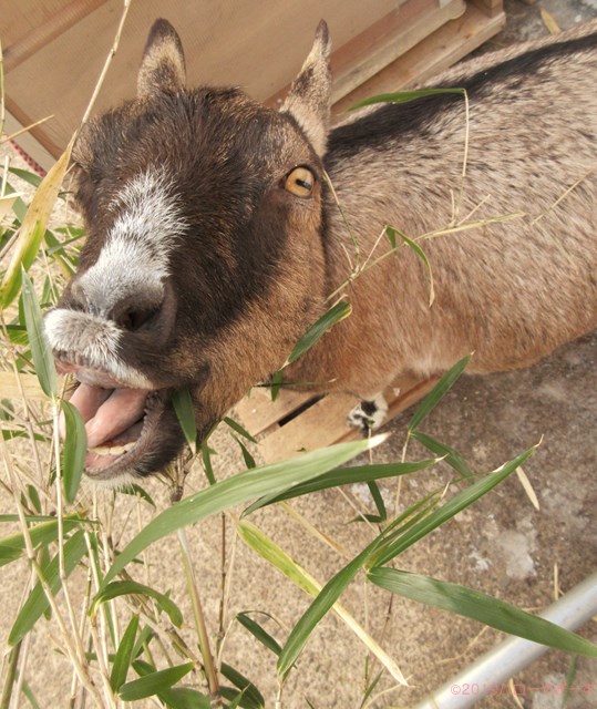 ハローやぎーず-かわいいヤギ-衝撃★ヤギの変顔コレクション-雌ヤギむぎちゃん