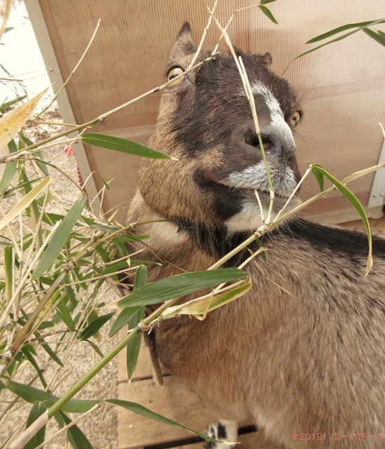 ハローやぎーず-かわいいヤギ-衝撃★ヤギの変顔コレクション-雌ヤギむぎちゃん