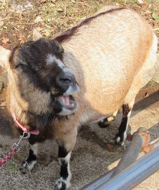 ハローやぎーず-かわいいヤギ-衝撃★ヤギの変顔コレクション-アクビ-あくび-欠伸-雌ヤギむぎちゃん