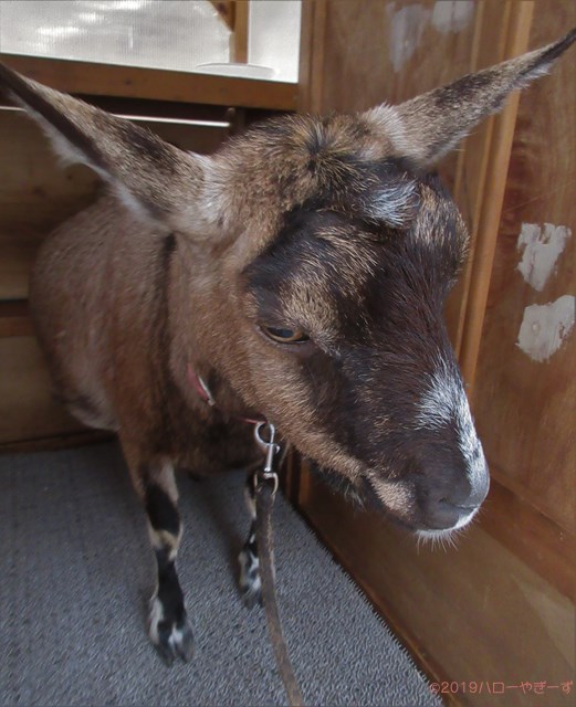 ハローやぎーず-かわいいヤギ-衝撃★ヤギの変顔コレクション-アクビ-あくび-欠伸-雌ヤギむぎちゃん