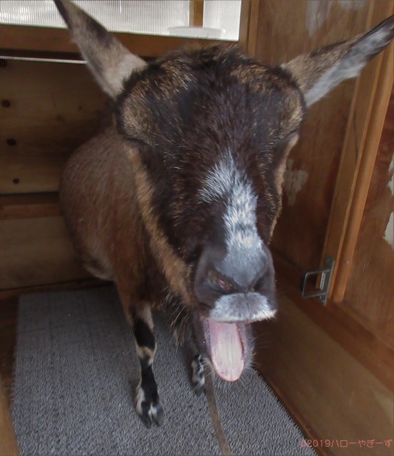 ハローやぎーず-かわいいヤギ-衝撃★ヤギの変顔コレクション-アクビ-あくび-欠伸-雌ヤギむぎちゃん