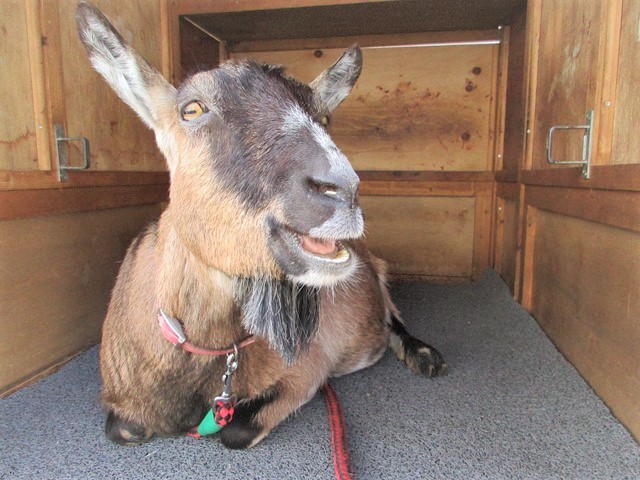 ハローやぎーず-ヤギを飼う前に-山羊小屋-ヤギ小屋-広さ-面積-メス山羊むぎちゃん