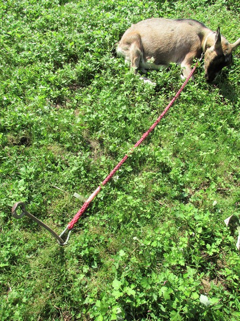 ハローやぎーず-ヤギを飼う前に-土地の広さ-リード-雌ヤギむぎちゃん
