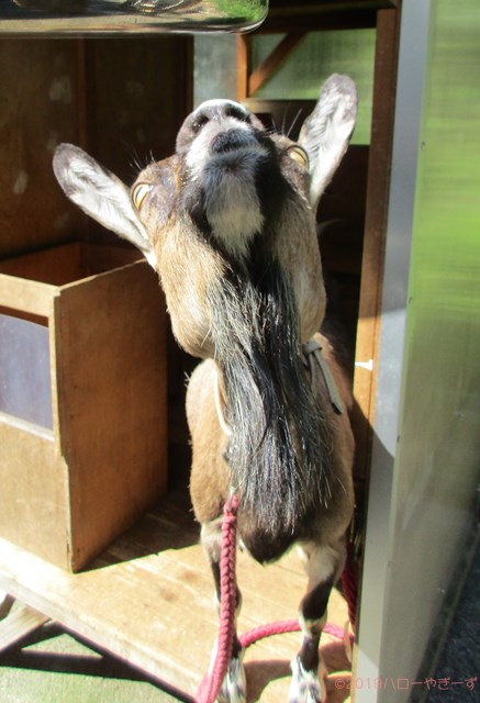 ハローやぎーず-ヤギの餌-ヤギがよろこぶ飲み物★トップ10-米-研ぎ汁