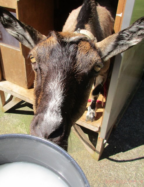 ハローやぎーず-ヤギの餌-ヤギがよろこぶ飲み物★トップ10-米-研ぎ汁