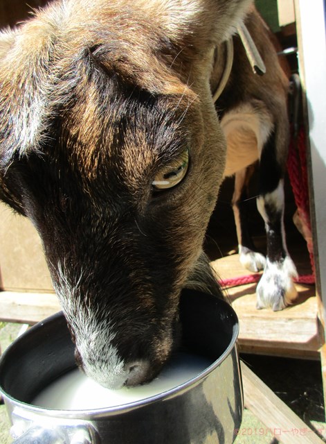 ハローやぎーず-ヤギの餌-ヤギがよろこぶ飲み物★トップ10-米-研ぎ汁